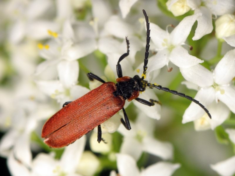 Lygistopterus sanguineus (Linnaeus, 1758)